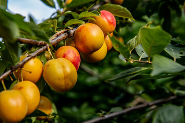 Ripe plums growing on tree branch in summer. Ripe greengage plums on tree branch in summer
