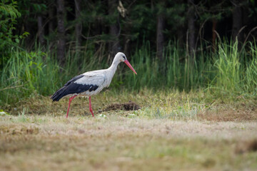Fototapeta premium white stork ciconia