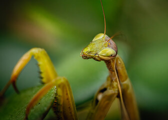 green praying mantis