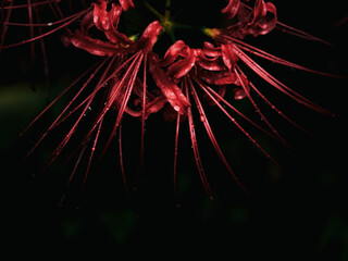 雨に濡れる赤い彼岸花のクローズアップ　秋の情景と静寂