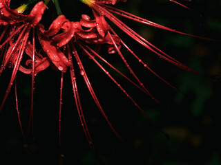 雨に濡れる赤い彼岸花のクローズアップ　秋の情景と静寂