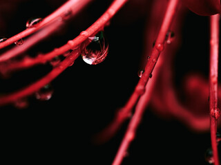 雨に濡れる赤い彼岸花のクローズアップ　秋の情景と静寂