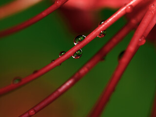 雨に濡れる赤い彼岸花のクローズアップ　秋の情景と静寂
