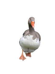A PNG of a Toulouse Goose Pack: Five isolated birds in various dynamic poses, perfect for animation, education, farm, and rural design projects.