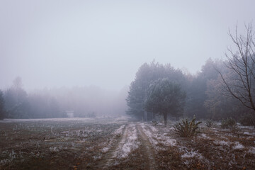 misty morning in the forest