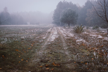 misty morning in the forest
