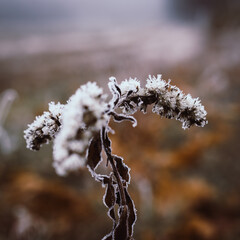 frost on branches