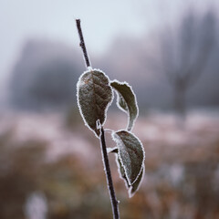 frost on leaves in the field