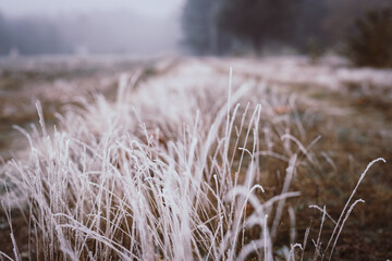 frost covered grass in the morning