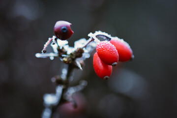 red berries covered with frost