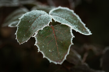 frost on leaves