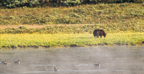 Bear Grazes on Plants Along the Shore of the Yellowstone River