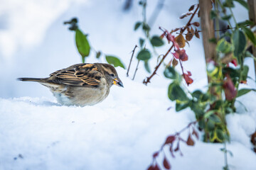 bird on the snow