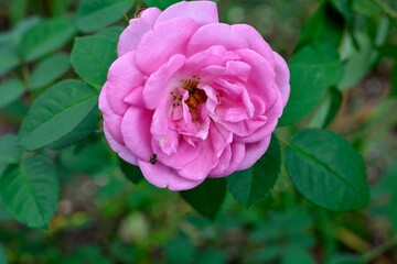 A delicate pink rose in bloom radiates softness and grace, surrounded by fresh green leaves in a serene garden setting.