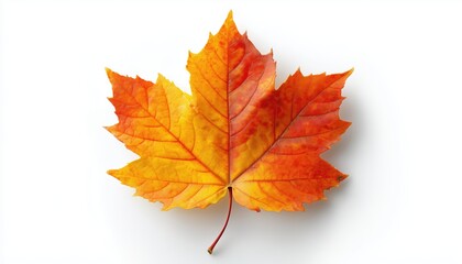 Maple Leaf In Fall Season Against A White Background. Fall Foliage Of A Maple Tree With Vibrant Colors Standing Out On Pure White.