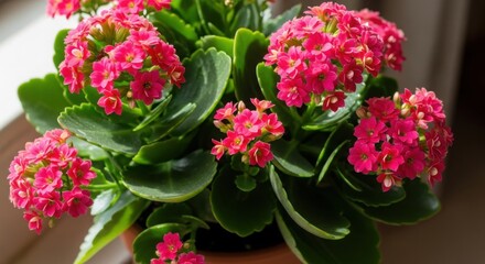 Closeup of pink Kalanchoe flowers on a blooming houseplant.