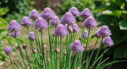 Obraz premium Purple blooming Chive flowers in a sunny herb garden.