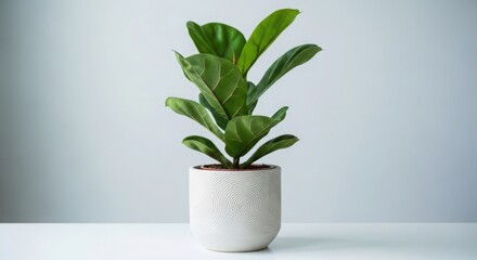Obraz premium Fiddle Leaf Fig houseplant in a modern white ceramic pot.