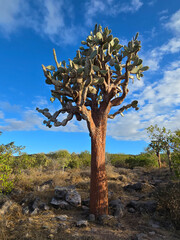 tree in the desert