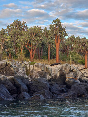 palm trees in the sea
