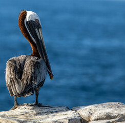 pelican on the beach