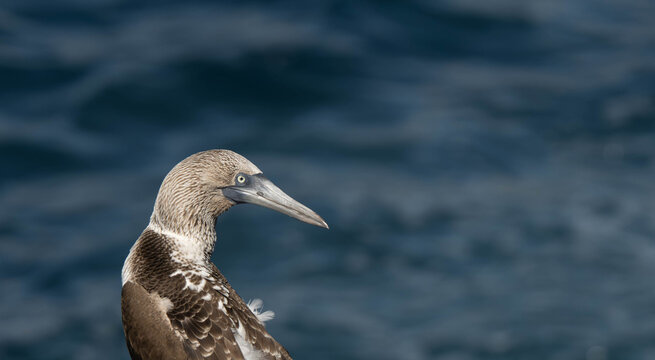 Nazca Boobie