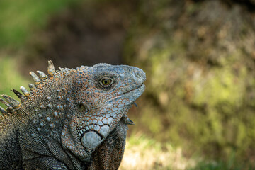 close up of a iguana