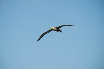 Albatross in flight