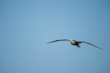 albatross flying 