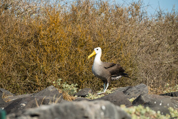 Albatross in rocks