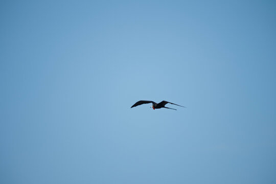 bird in flight