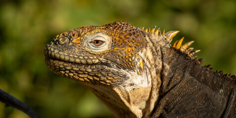 close up of iguana
