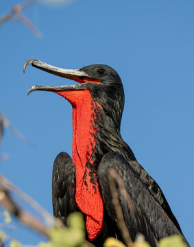 Frigate bird in Galapagos