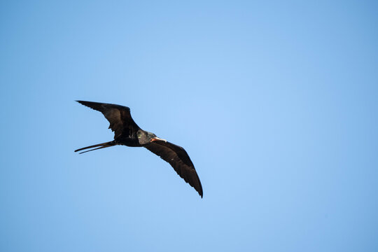 bird in flight
