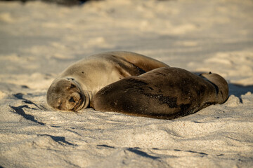 galapagos sea lion