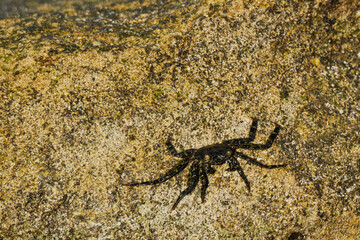 crab on rock