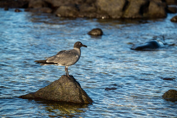 seagull on the rocks