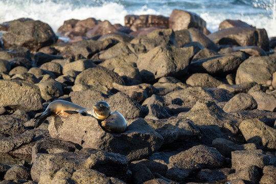 Sealion on rocks