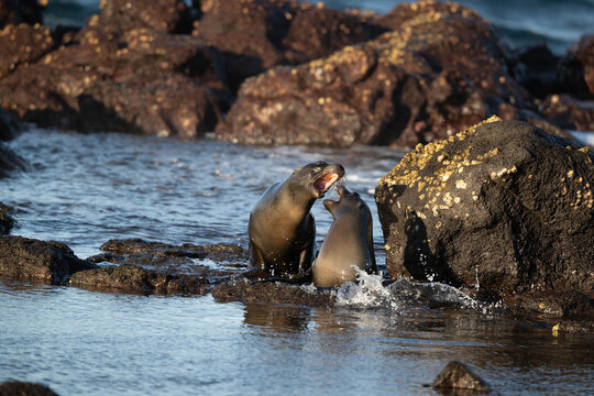 sealion playing