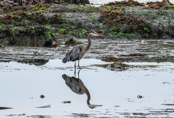 Great Blue Heron