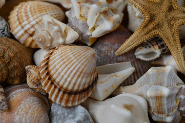 Marine background of shells and stones with starfish