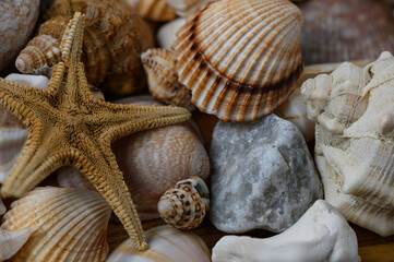 Starfish and seashells on sandy beach background