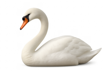 White swan graceful bird with transparent background