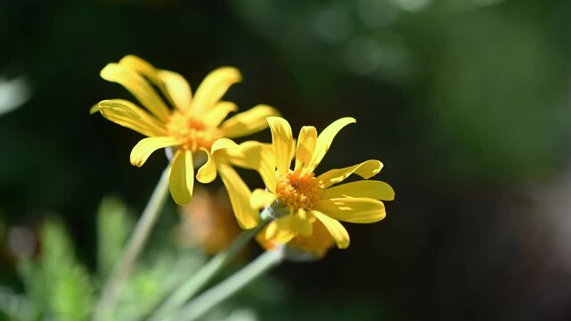 Macro footage of two vibrant yellow Euryops pectinatus flowers gently swaying in the light breeze. Captured in natural sunlight, this video highlights the delicate petals and stems, 