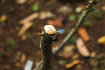 A freshly cut tree trunk, with white sap oozing from the cut wood. The background soil and foliage are blurred, bringing focus to the details of the trunk's texture and the fresh sap.