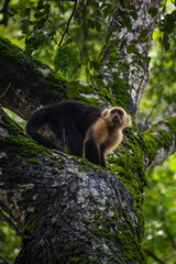 Mono en Refugio de Vida Silvestre de Curú, Costa Rica