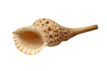 Triton seashell horn musical instrument with spotted pattern
