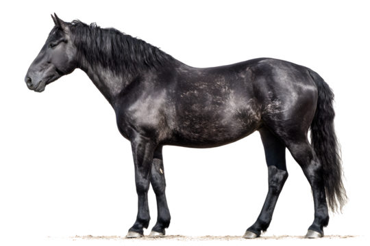 Majestic black horse standing proudly, showcasing powerful build and elegant mane, perfect for equestrian and sport themes