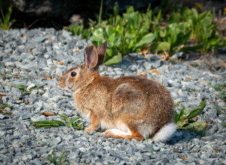 Eastern Cottontail 