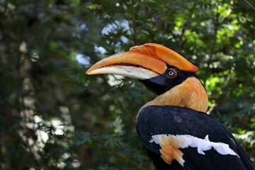 緑の背景の見上げるオオサイチョウのメス